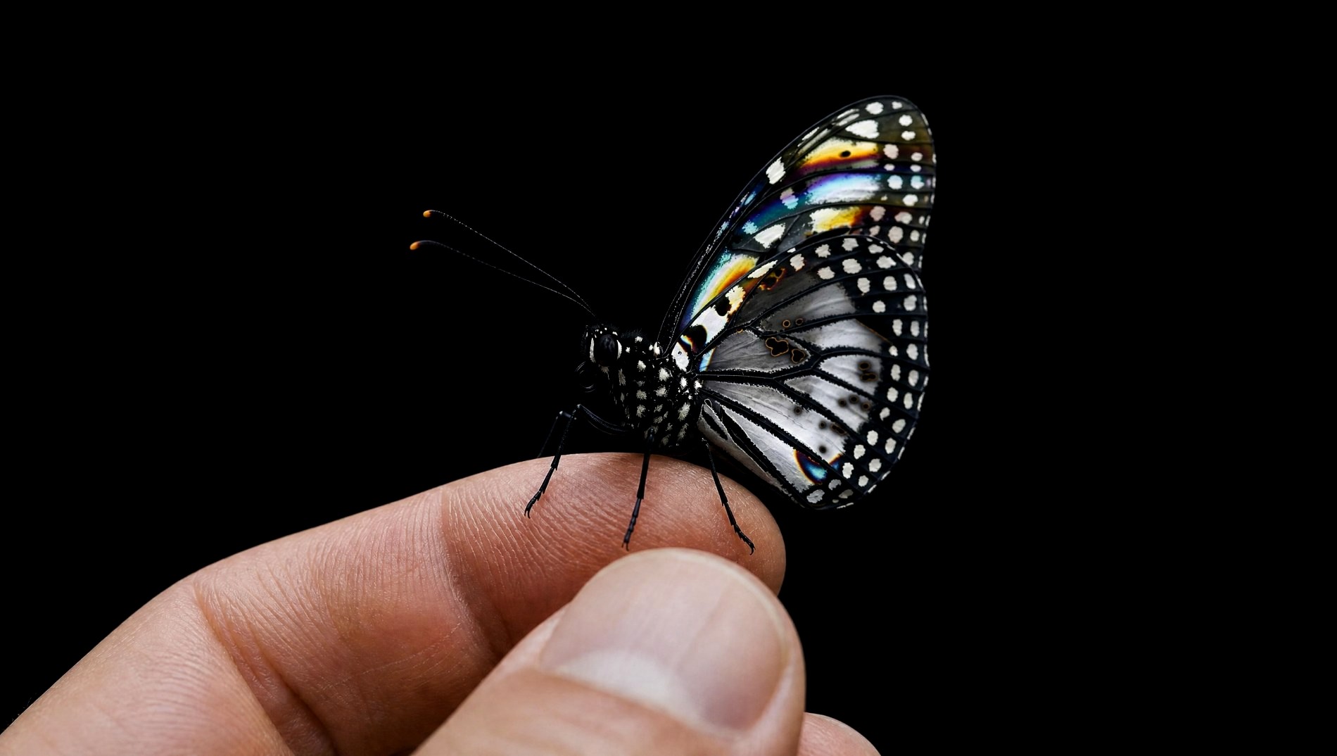 A butterfly resting on a fingertip