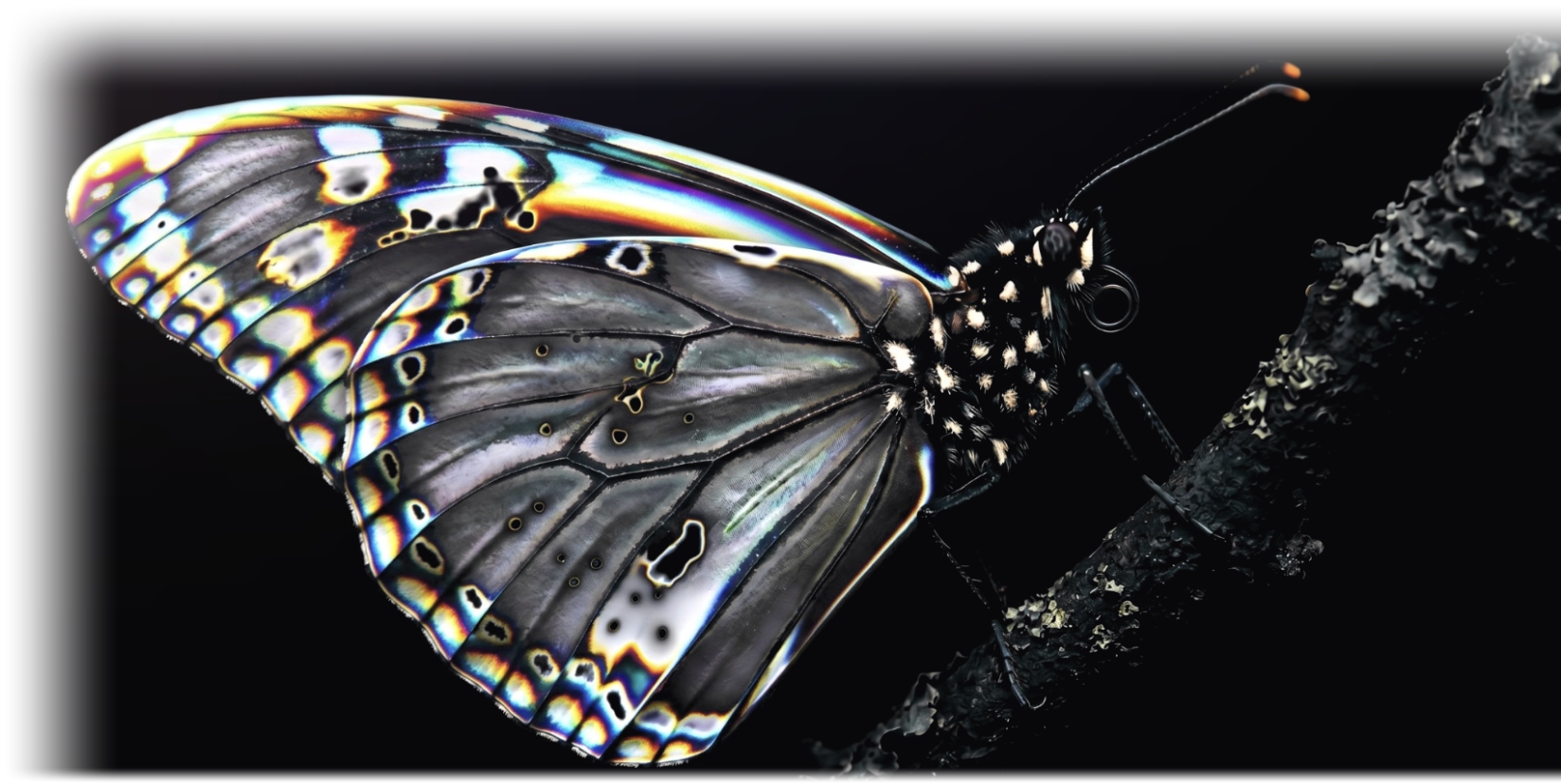 An iridescent butterfly resting on a branch